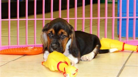 The basset hound is mostly known as the hush puppy dog, however, this breed offers way more than just advertisements. Gorgeous Tri Color, Basset Hound Puppies For Sale Near Atlanta, Ga at - Puppies For Sale Local ...