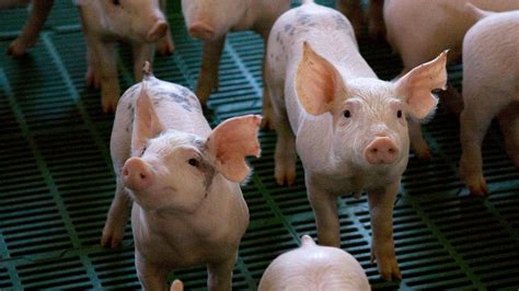 Recomendaciones Para Preservar La Sanidad En Granjas Porcinas My Xxx