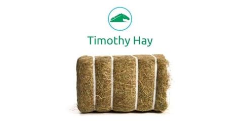 Timothy Hay Pallet 40 Bales 16kg Forageplus Whole Horse Health