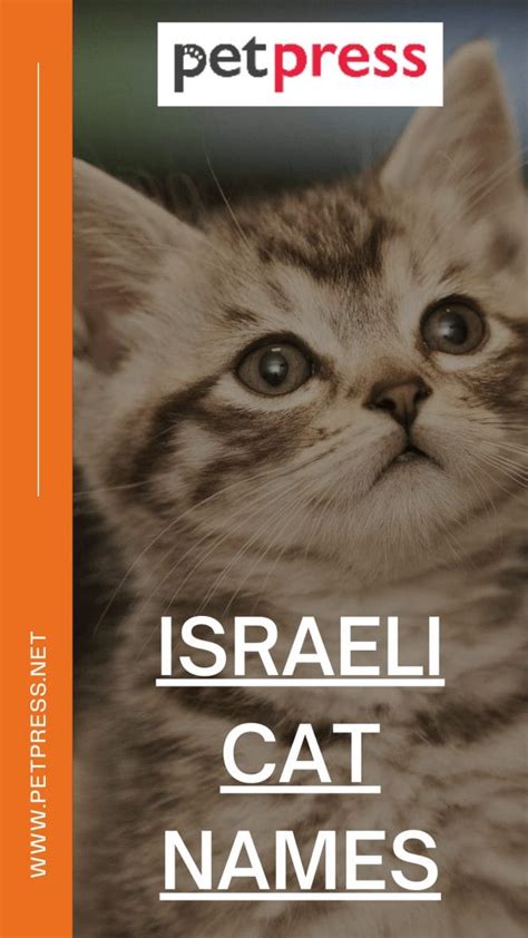 300 Israeli Cat Names Best And Popular Hebrew Cat Name Ideas