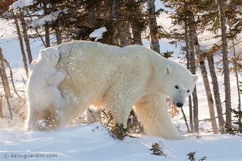 Watch Polar Bear Cub Hitches Ride On Its Mom In Northern Manitoba