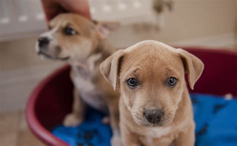 Parvo in puppies is caused by the canine parvovirus. Canine Parvovirus | Symptoms and Treatment | Blue Cross
