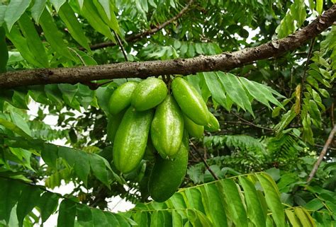 Fruit Cucumber Tree Averrhoa Bilimbi Bilimbi 20 Inch By 30 Inch