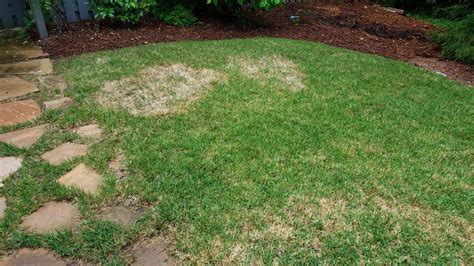 5 Ways To Prevent Dollar Spot Fungus In Your Lawn Turf Masters Turf
