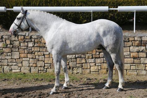 Stallion Selection Results 2022 Horse Sport Ireland