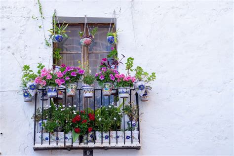 Best Balcony Plants To Decorate Your Outdoor Space Evening Standard
