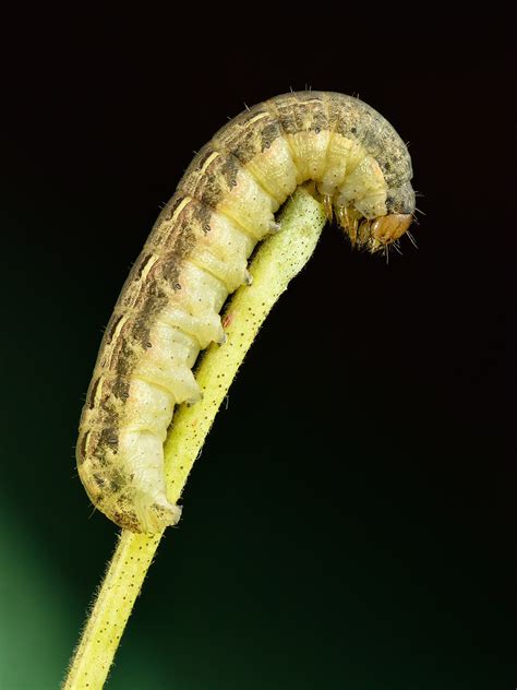 17 Caterpillars Found On Tomatoes And How To Get Rid Of Them