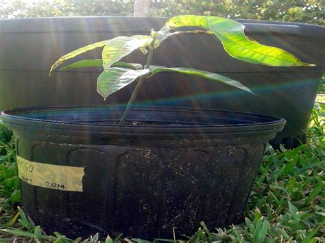 As a result, plans are healthier and able to produce a more abundant crop. How To Grow A Mango Tree From a Seed | Organic fruit trees ...
