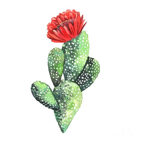 Watercolor Cactus Original Watercolor Digital Art By Yudina Anna Pixels