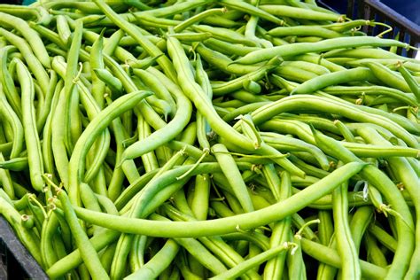 Miss Gardening Grow Green Beans Indoors This Winter Off The Grid News