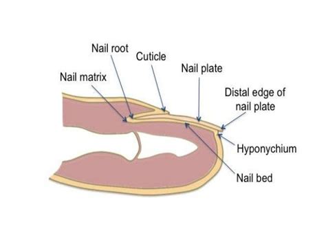 Nail Anatomy Parts And Functions Anatomy Structure