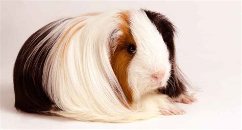 Peruvian Guinea Pig Facts Personality Care With Pictures