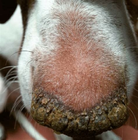 Hyperkeratosis On The Nose Of A Dog With Canine Leishmaniosis