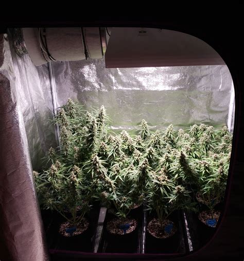 In fact, any leafy green, like spinach and kale will grow rapidly when grown under grow lights. Are LEC Grow Lights Good for Growing Cannabis? | Grow Weed ...