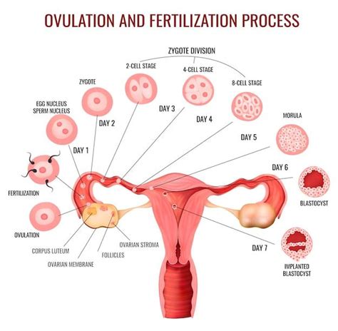 etapy procesu owulacji i zapłodnienia żeńskiego układu rozrodczego darmowy wektor
