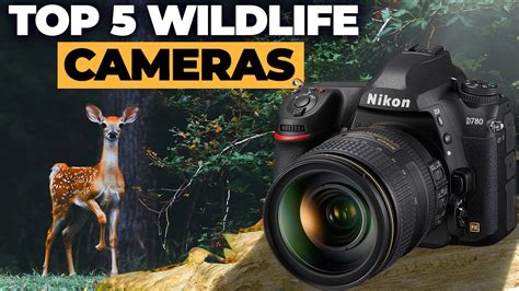 Top 5 Best Cameras For Wildlife Photography Youtube