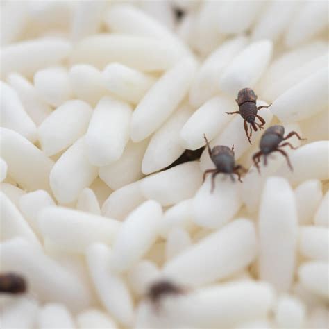 How To Get Rid Of The Most Common Pantry Pests