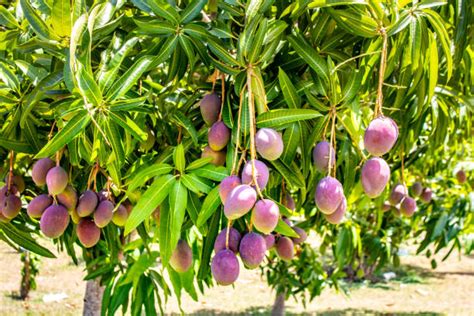 Mango Tree Stock Photos Pictures And Royalty Free Images Istock