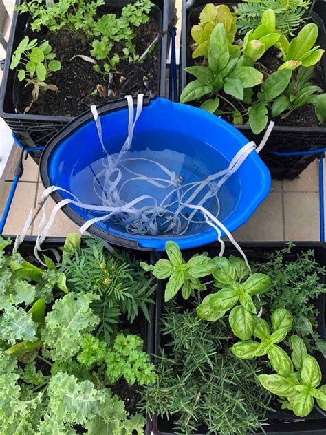 Diy Wick Watering System Gardening4joy In 2020 Garden Watering