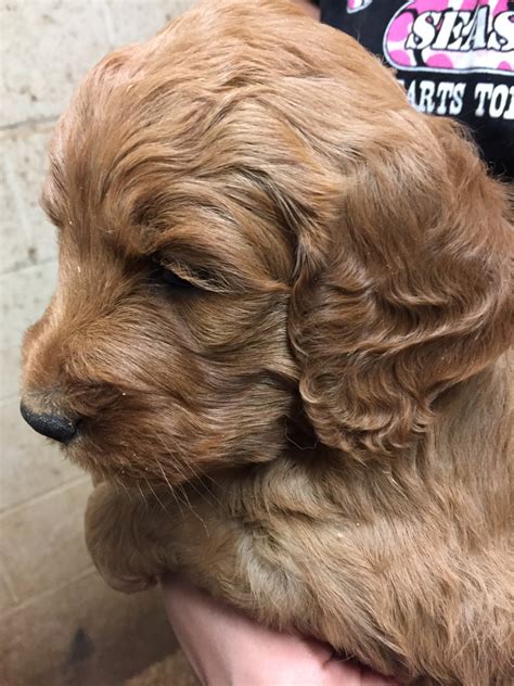 If you wish to schedule a time but don't see any current dates, it means all appointments for this week have been filled. Golden Doodle Puppies For Sale | Scottsdale, AZ #239347