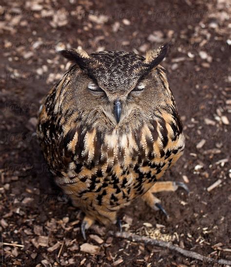 Sleeping Eurasian Eagle Owl Closeup By Stocksy Contributor Brandon