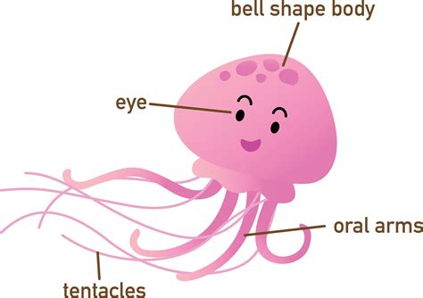 Illustration Of Jellyfish Vocabulary Part Of Bodyvector 2926184 Vector