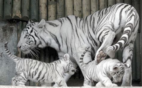 Baby White Tiger Wallpaper Wallpapersafari