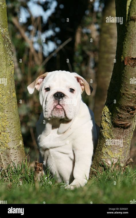 Dog English Bulldog Puppy Sitting Between Trees Stock Photo Alamy