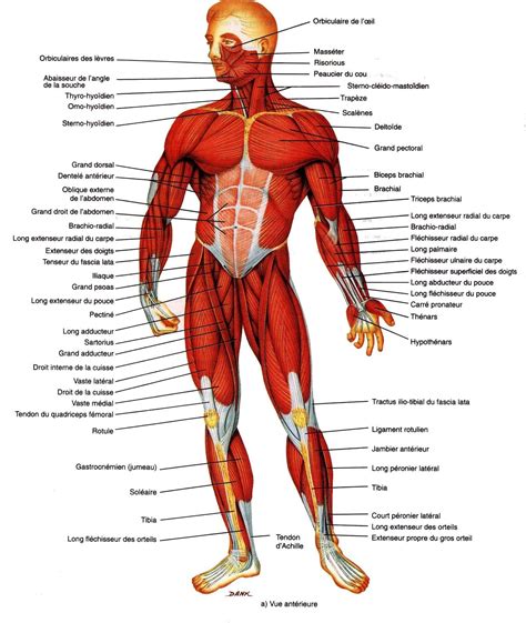 Human Anatomy Drawing Realistic Drawings Deadpool Reference Superhero Sports Technique