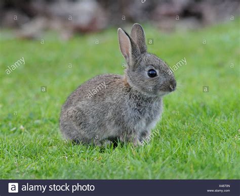 Grey Bunny High Resolution Stock Photography And Images Alamy