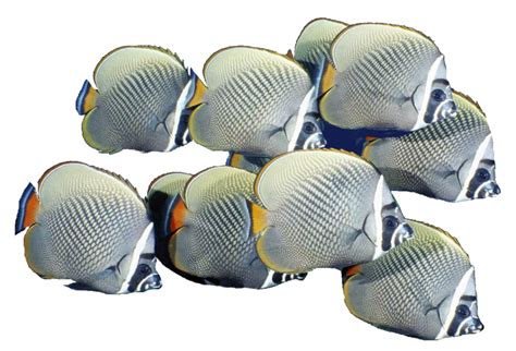 School Of Fish Png Free Download Png Mart