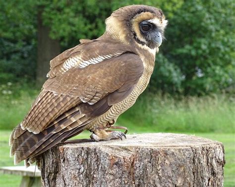 National Centre For Birds Of Prey Helmsley 2020 All You Need To