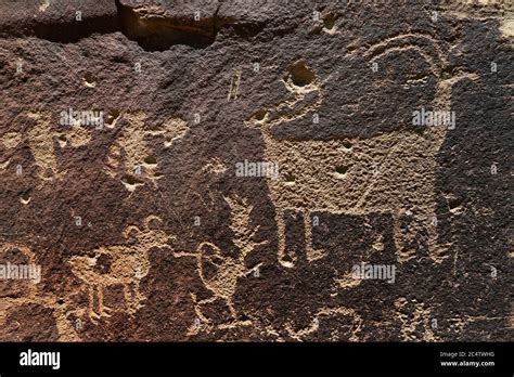 Native American Indian Rock Art Petroglyph Sheep Utah 1385 Nine Mile