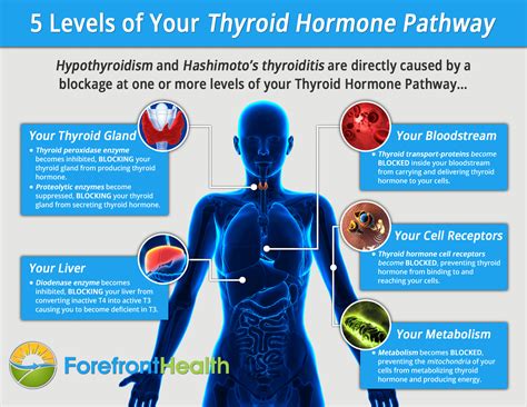 Discover Five Foods For Hypothyroidism That Together Can Profoundly