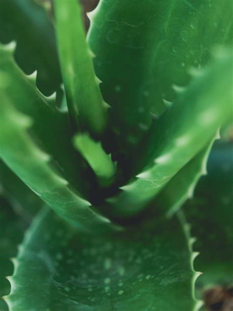 Green Aloe Vera Closeup Free Stock Photo - Public Domain Pictures