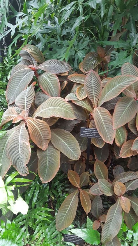 Hoffmannia Discolor Plant Leaves Plants Garden