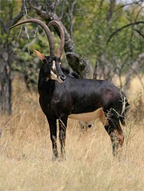 Nyala females too have vertical stripes on a chestnut colored body. Pin by Dora Adamou on Animals with horns | African animals, South african animals, Wildlife animals
