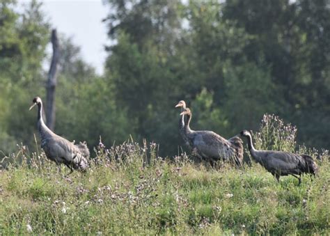 natte zomer gunstig voor broedsucces kraanvogels kraanvogels in nederland