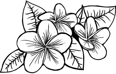 Hawaiian Plumeria Svg Png File Laser Etch File Cut File Coloring Nation