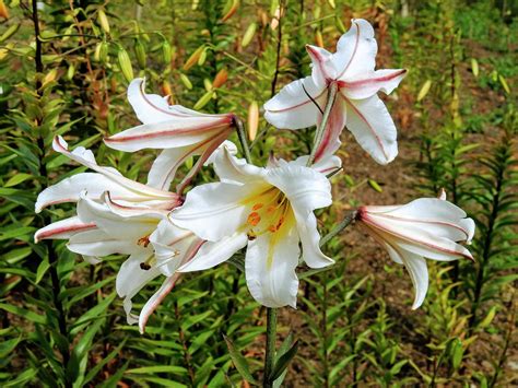 Top 20 How To Grow Lily From Cuttings