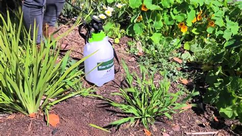 Effectively managing established perennial weeds may take two or three years, because in addition to removing living plant parts, you the overgrown garden is officially restored. How to Get Rid of Weeds around the Garden - YouTube