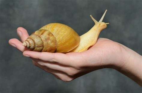 Pin On Snails