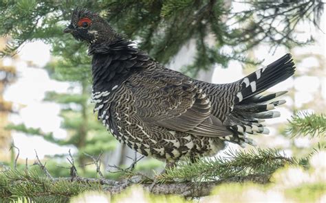 Spruce Grouse Falcipennis Canadensis Michael Kawerninski Flickr
