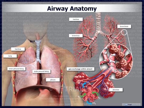 Airway Anatomy And Gas Exchange Within Alveoli Trialexhibits Inc