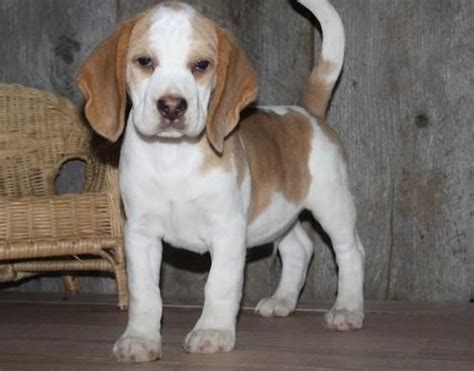 Adoption events at petco are canceled due to covid 19. Beagle Puppies For Sale | Colorado Springs, CO #101194