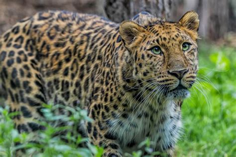Leopardo De Amur Hábitat Y Características Mis Animales