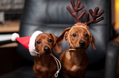 55 Pictures Of Funny Animals Cutely Enjoying Christmas