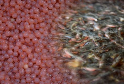 Of Salmon Eggs Brood Stock And Floods Salish Sea Sentinel