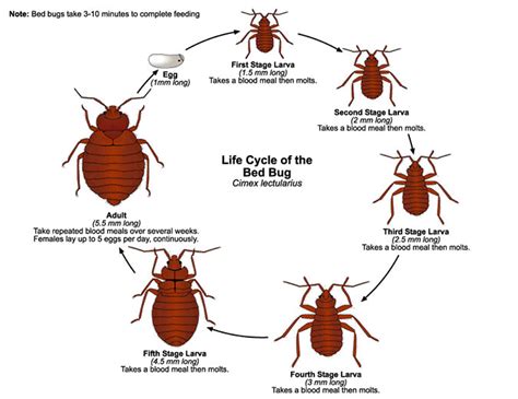 Bed Bug Extermination Columbus Oh Stryker Pest Control