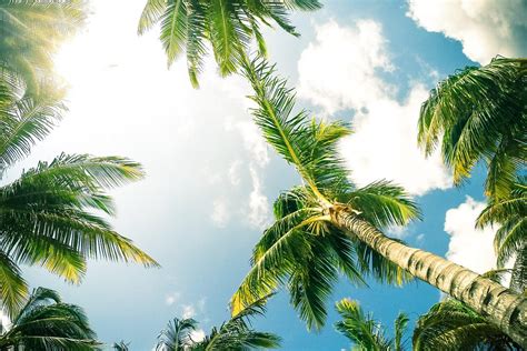 Palm Tree Uses Top 10 Palm Uses Reasons To Love Palm Trees